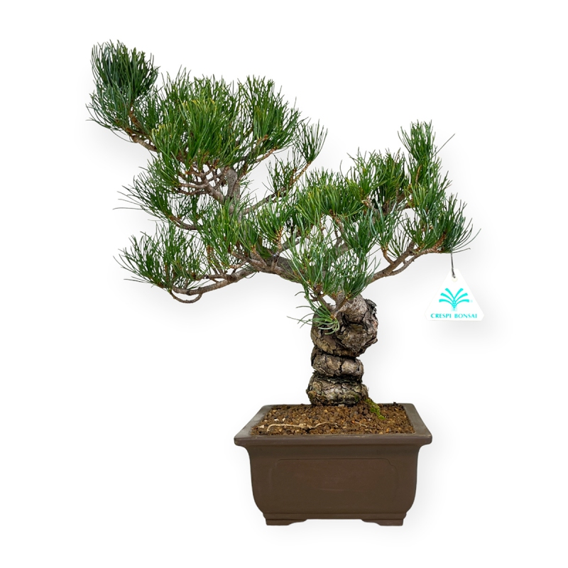 Pinus pentaphylla - Pine five needles - 48 cm