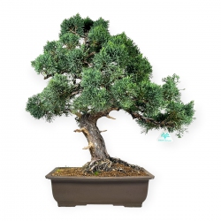 Juniperus chinensis - Genévrier - 64 cm