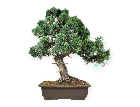 Juniperus chinensis - Genévrier - 64 cm