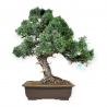 Juniperus chinensis - Juniper - 64 cm