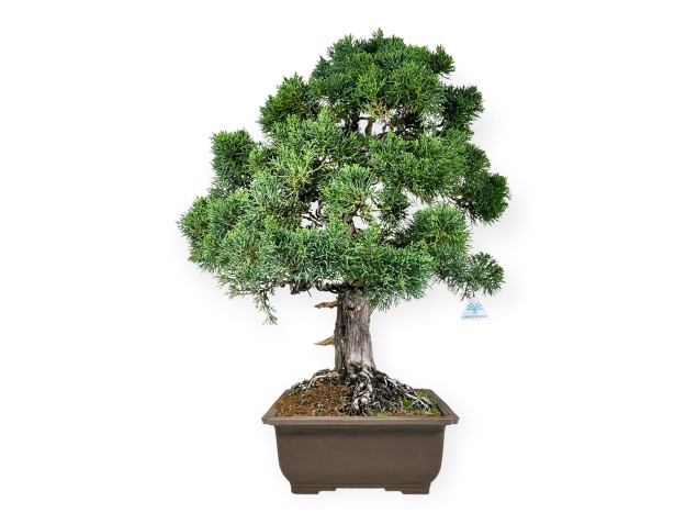Juniperus chinensis - Juniper - 64 cm 2