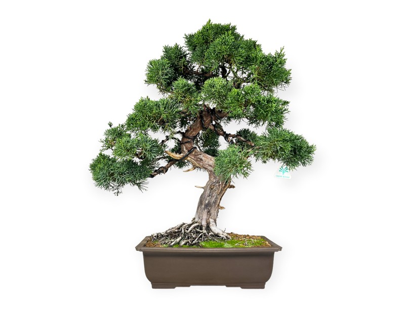 Juniperus chinensis - Enebro - 64 cm