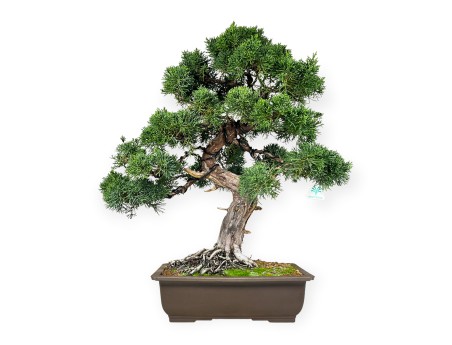 Juniperus chinensis - Wacholder - 64 cm