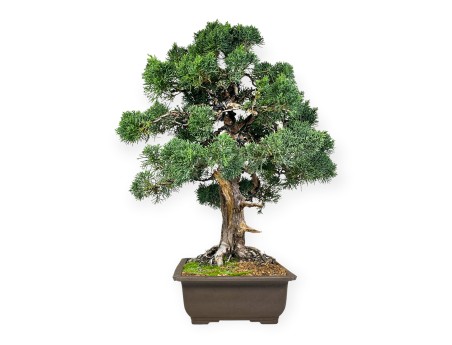 Juniperus chinensis - Genévrier - 64 cm