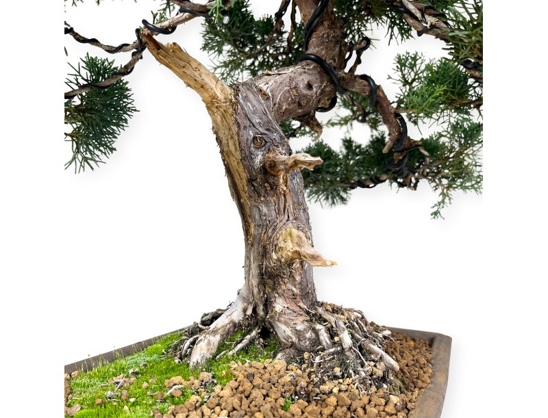 Juniperus chinensis - Jeneverbes - 64 cm