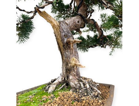 Juniperus chinensis - Genévrier - 64 cm