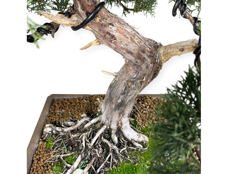Juniperus chinensis - Jeneverbes - 64 cm