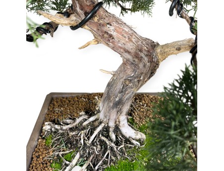 Juniperus chinensis - Wacholder - 64 cm