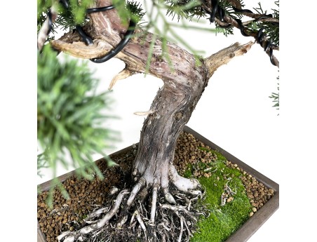 Juniperus chinensis - Wacholder - 64 cm