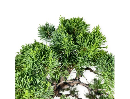 Juniperus chinensis - Ginepro - 64 cm