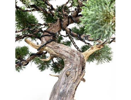 Juniperus chinensis - Ginepro - 64 cm