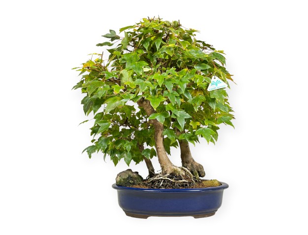 Acer buergerianum - 56 cm