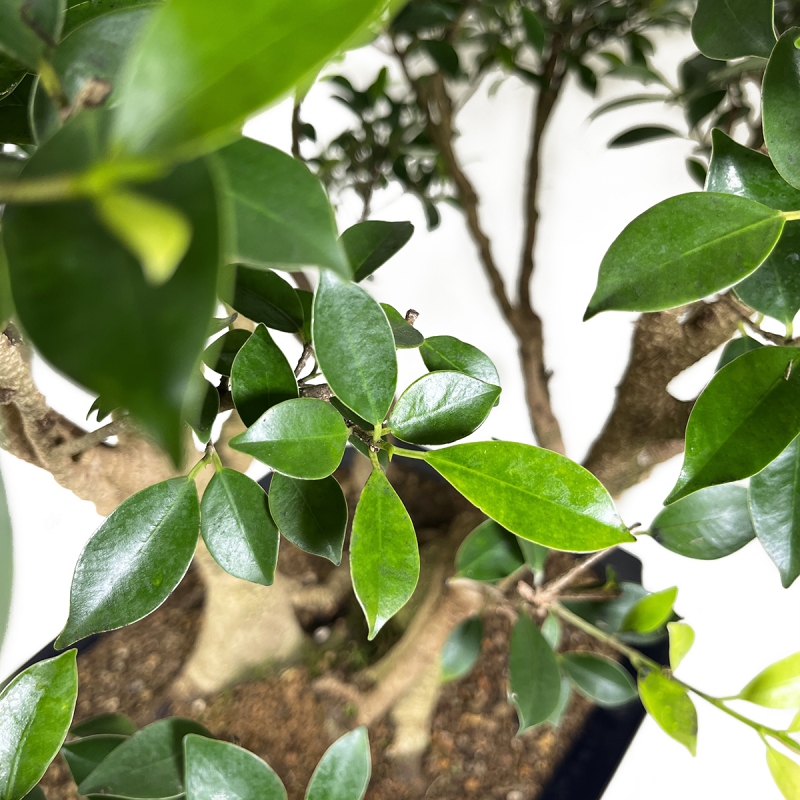 Ficus retusa - 82 cm