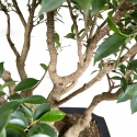 Ficus retusa - 82 cm