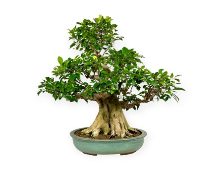 Ficus retusa - 95 cm