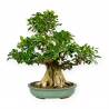 Ficus retusa - 95 cm