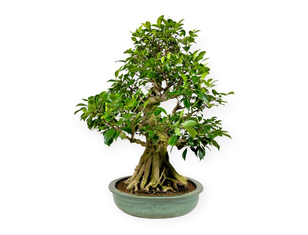 Ficus retusa - 95 cm 2
