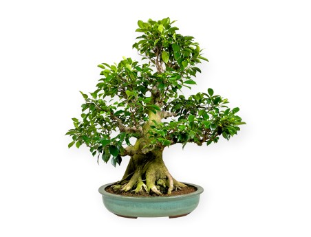 Ficus retusa - 95 cm
