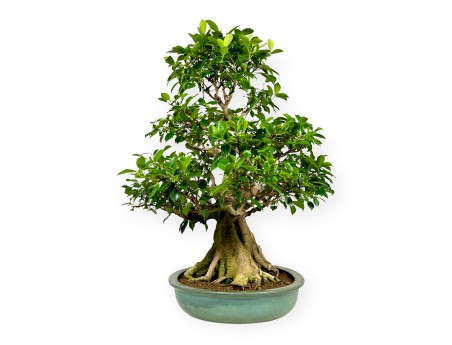 Ficus retusa - 95 cm