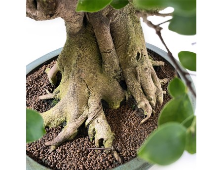 Ficus retusa - 95 cm