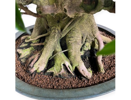 Ficus retusa - 95 cm