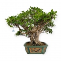 Ficus retusa - 80 cm