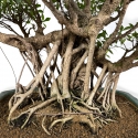 Ficus retusa - 80 cm