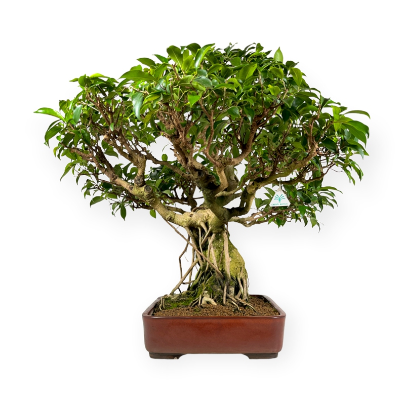 Ficus retusa - 89 cm