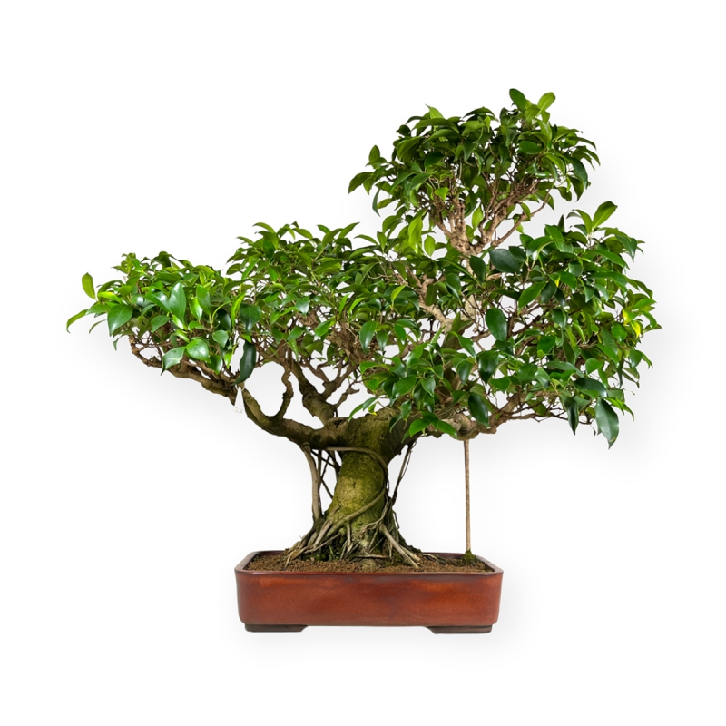 Ficus retusa - 89 cm