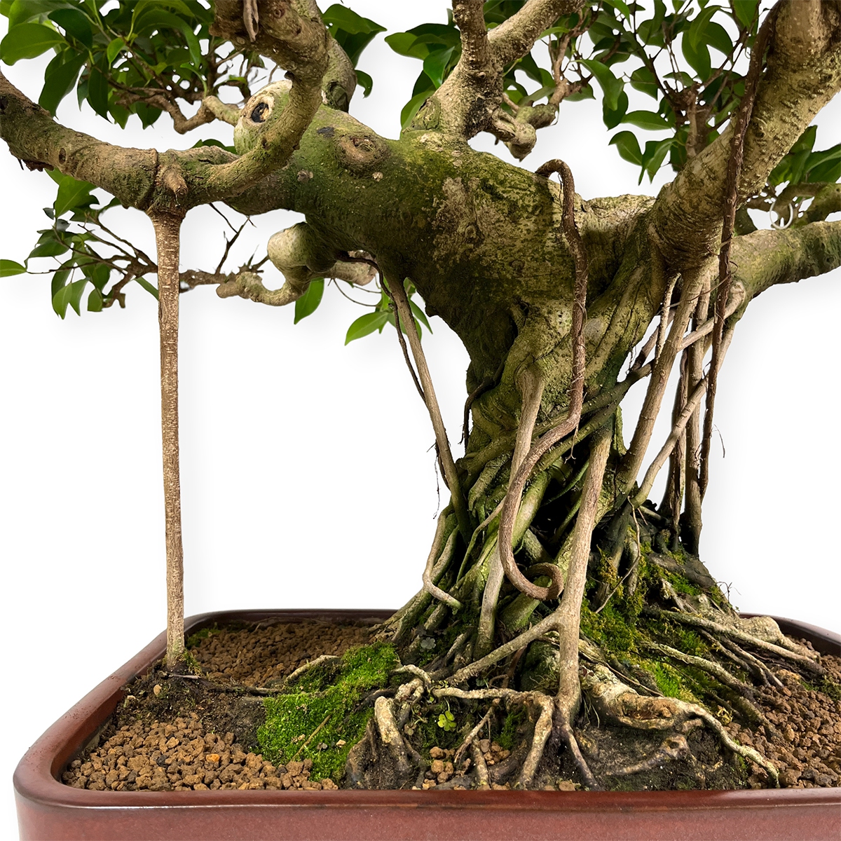 Bomboniera ficus bonsai x 10 piante