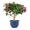 Camellia - 55 cm