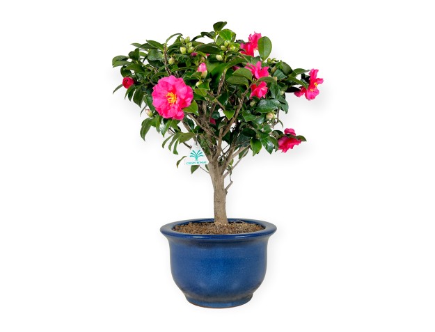 Camellia - 55 cm 2