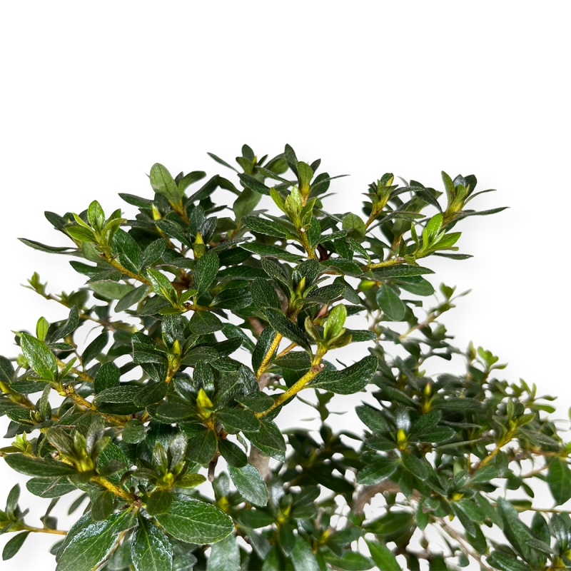 Rhododendron Indicum Konatsu - 56 cm