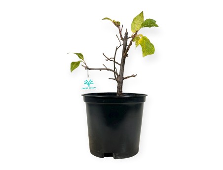 Prunus padus - 42 cm