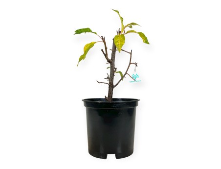 Prunus padus - 42 cm