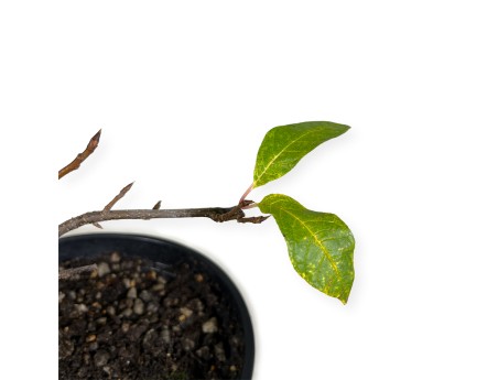 Prunus padus - 42 cm