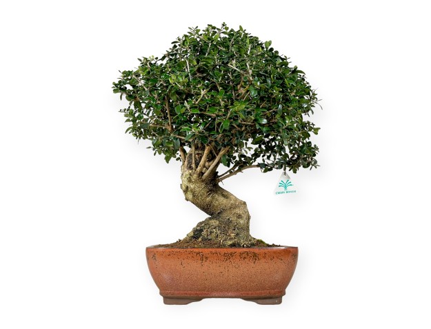 Olea europaea - Olivier européen - 51 cm