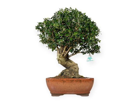 Olea europaea - Olivo - 51 cm