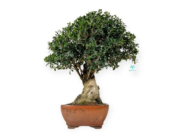 Olea europaea - European Olive - 51 cm 2