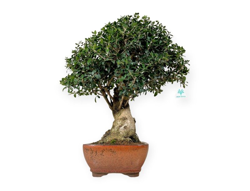 Olea europaea - European Olive - 51 cm