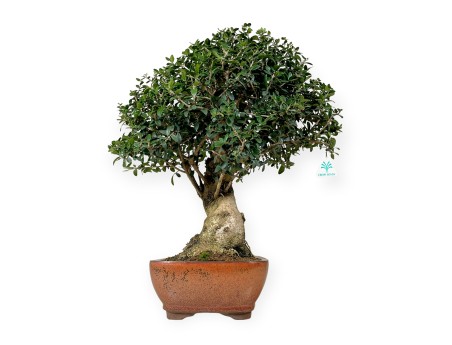 Olea europaea - European Olive - 51 cm