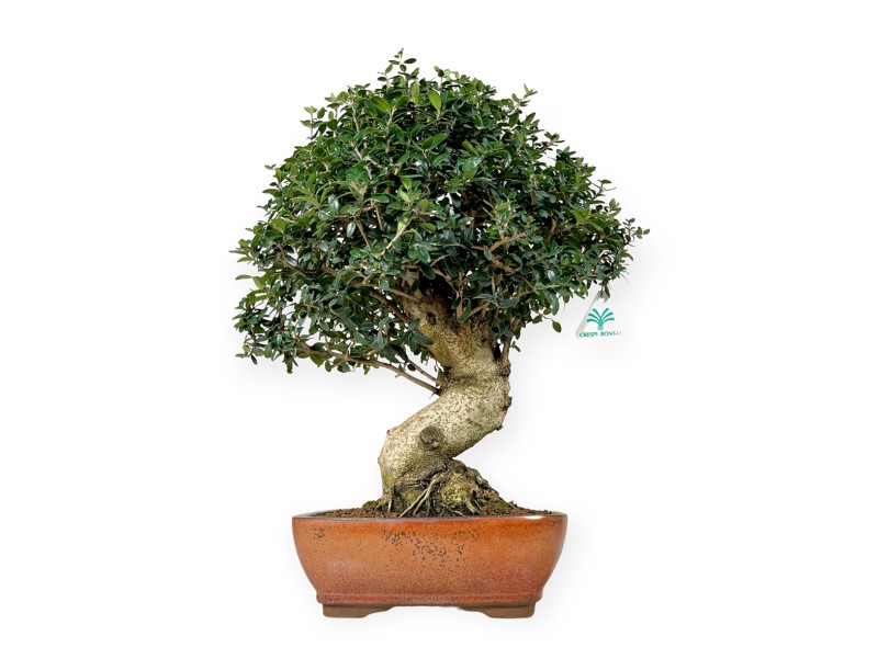 Olea europaea - Olivo - 51 cm