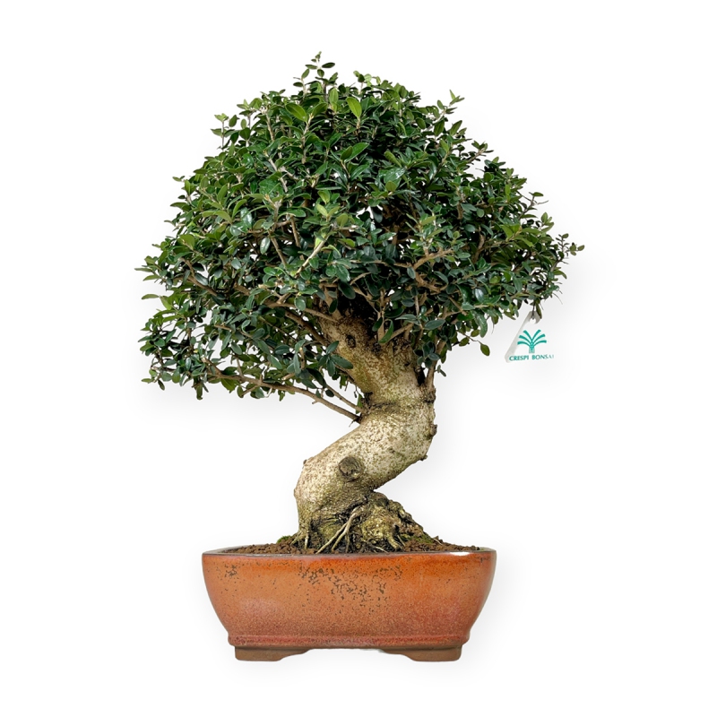 Olea europea - European Olive - 51 cm