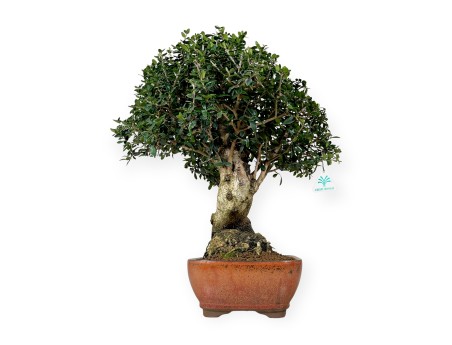 Olea europaea - Olivier européen - 51 cm