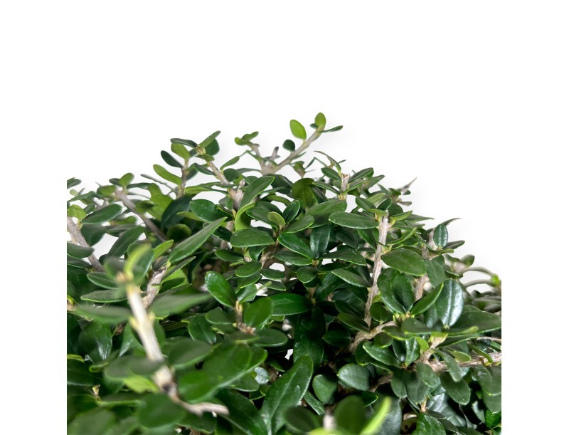 Olea europaea - European Olive - 51 cm
