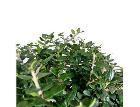 Olea europaea - European Olive - 51 cm