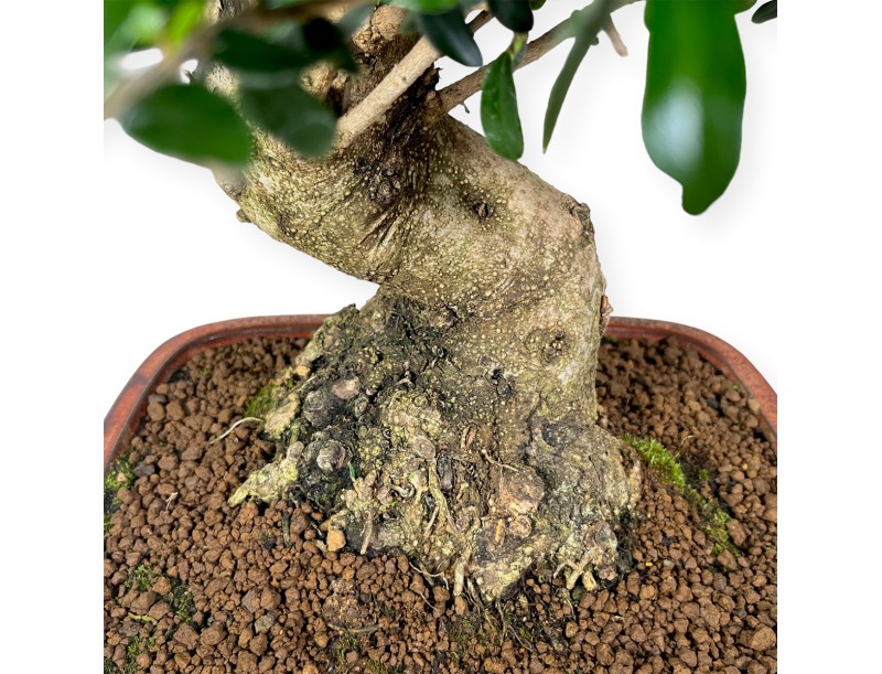 Olea europaea - European Olive - 51 cm