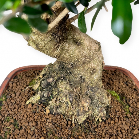 Olea europaea - Olivo - 51 cm