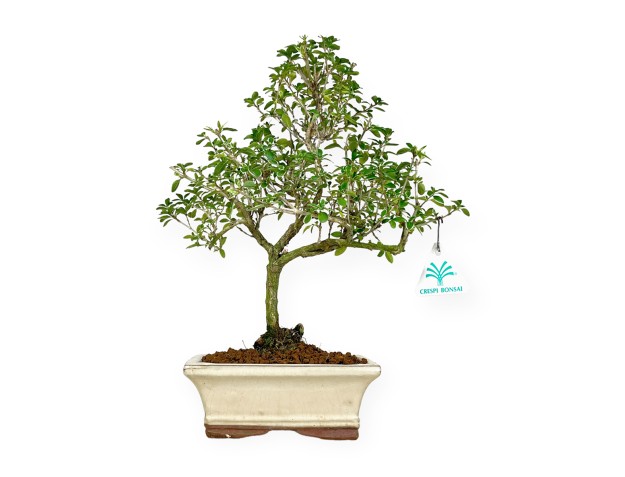Serissa foetida variegata - Neige de juin - 34 cm