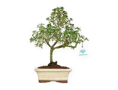 Serissa foetida variegata - Neige de juin - 34 cm